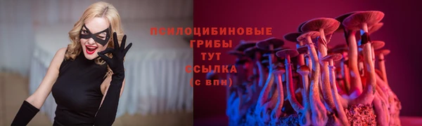 стаф Зеленокумск